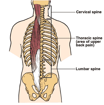 Thoracic Spine Neck & Back Pain